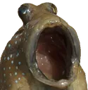 POG