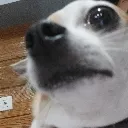 snowiesideye