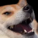 hahadog