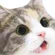 woem woem