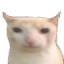 The_Cat Discord emoji