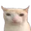 The_Cat