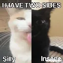 HalfSillyCatHalfInsane