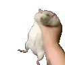 Ratshake