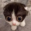 katze
