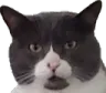 judgementalsteve