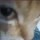 fatitoojito