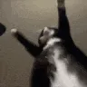 catshake