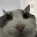 CatStare