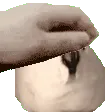 eggpat