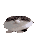 xboingcat animated emote | AI CHATBOT MASTER 《🏷 100k+ Guild TAGS》┇ social ⋆ gaming ⋆ anime ⋆ chill ⋆ emotes⭑tech⭑[Character.AI]