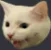 PogCat