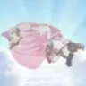 elygoestoheaven elygoestoheaven