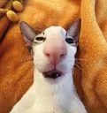anemia_dummycat
