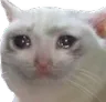 sad_cat