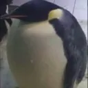 Greg Greg