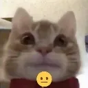 TF