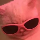 Cat Cool Cat_Cool Discord Emoji