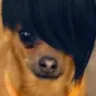 dogemo Discord Emoji