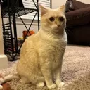 cat_sitting_gayly