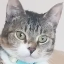 dododumb1