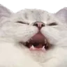 kitty_kek