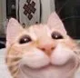 9catsmilee