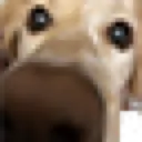 Doggy_Boi