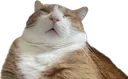 catderpsleep catderpsleep