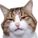 MB_unamused_cat