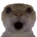 WhatCat3