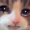 Hs_CatCry Discord Emoji