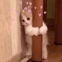 141_CatShy