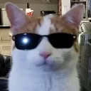 coolcat coolcat