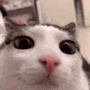 Catstareblink