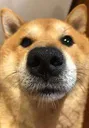 doge Discord Emoji