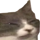 cringecat cringecat