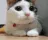 wbe_catno