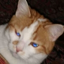 bobmote Discord emoji