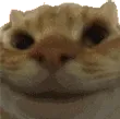 Sisi Sisi