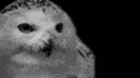 gigaowl