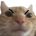 catmaddied
