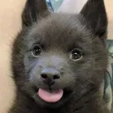 dog_blep