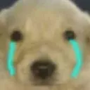 StupidFuckingCryingDog StupidFuckingCryingDog