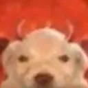 StupidFuckingDmonDog