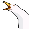 :bird_scream: