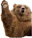 bear_wave