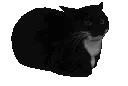 catbaton