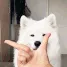 samoyedthonking