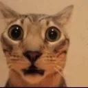 FlabbergastedCat FlabbergastedCat